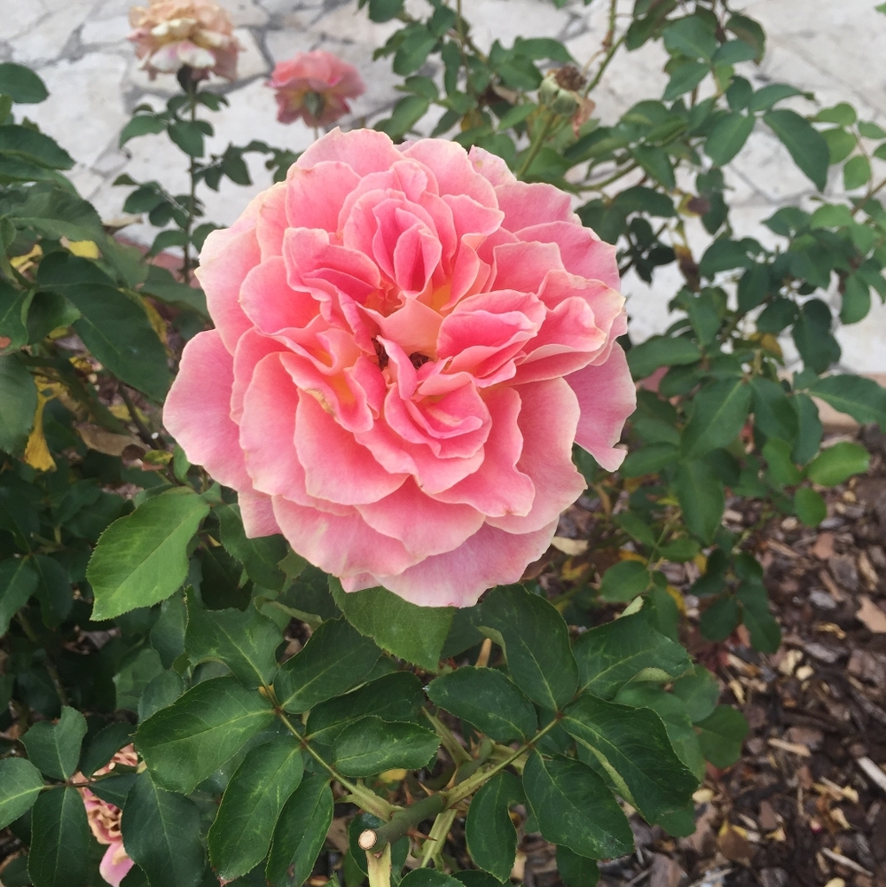 Meet your Posher, Rebecca